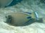 Acanthurus tennentii7