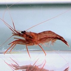 lysmata wurdemanni