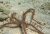 Ophiomastix annulosa