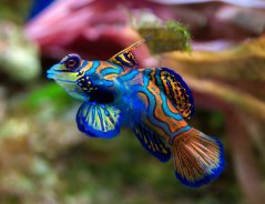 Synchiropus splendidus