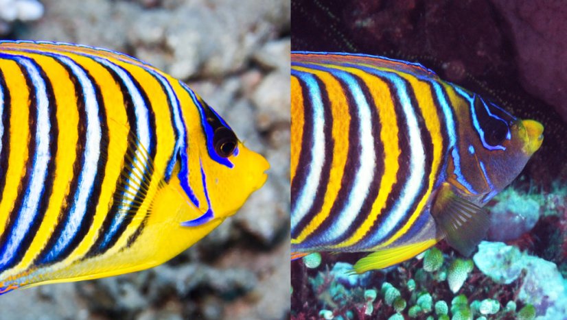 regal angelfish subspecies