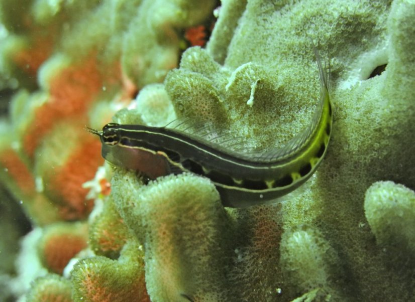 lineatus4
