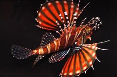 dendro. zebra 3