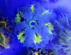 Epicystis crucifer ULTRA (Rock flower anemone)