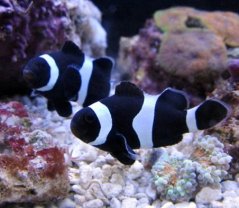 Amphiprion ocellaris Black PÁR