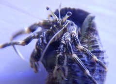 calcinus sp.2