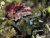 c. mutabile
