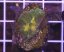 Pectinia alcicornis SPACE INVADER