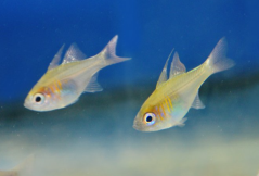 Zoramia leptacana
