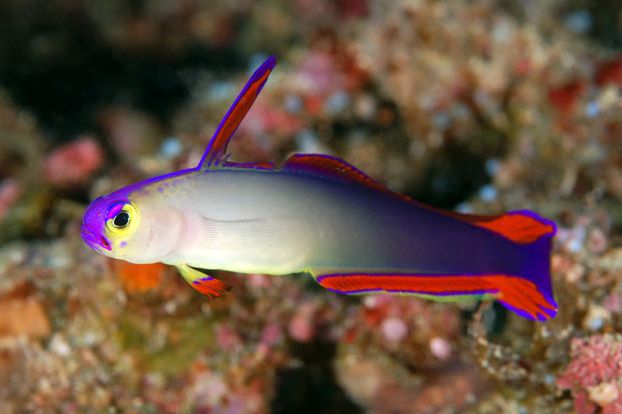 n.decora1