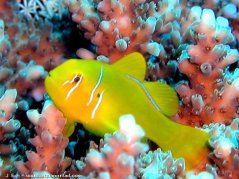 gobiodon citrinus2