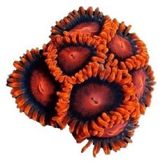 Zoanthus BAM BAM