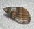 Nassarius reticulatus