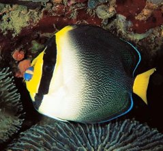 Chaetodontoplus mesoleucus