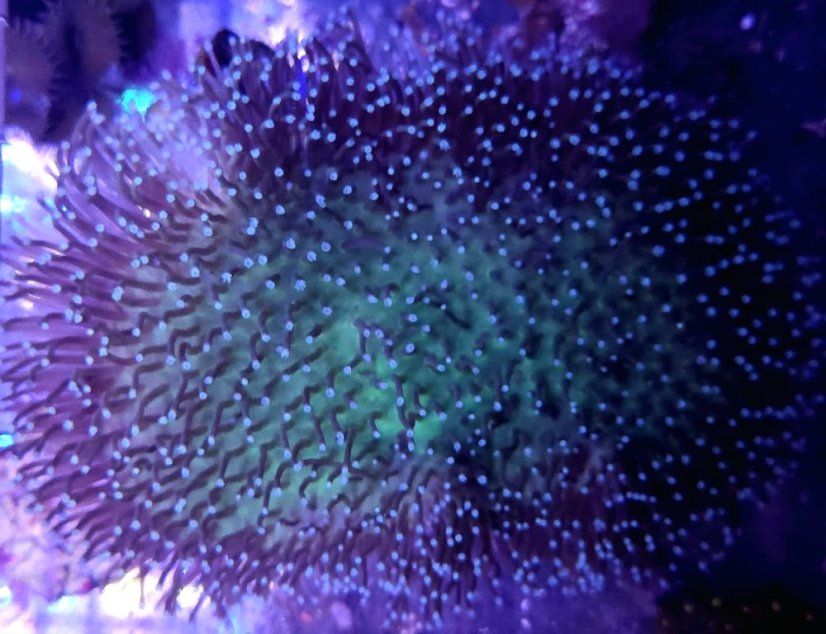 Sarcophyton sp. GREEN SKIN LT