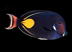 Acanthurus achilles