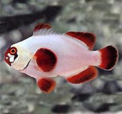 Premnas biaculeatus THUNDER