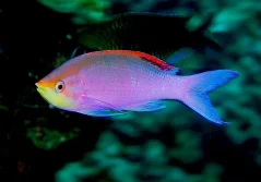Pseudanthias tuka 5-7 cm