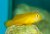 Gobiodon okinawae