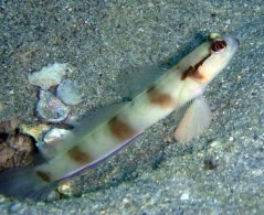 Amblyeleotris gymnocephala