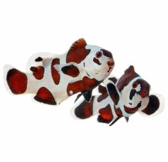 Amphiprion ocellaris MOCHA STORM