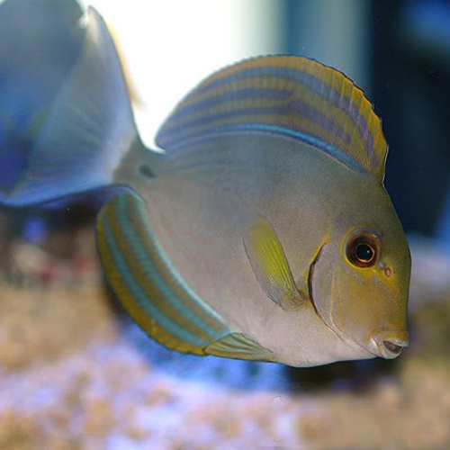 Acanthurus xanthopterus tienda de caballitos