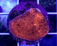 Echinophyllia sp. ORANGE ULTRA