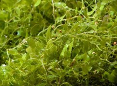 Caulerpa brachypus