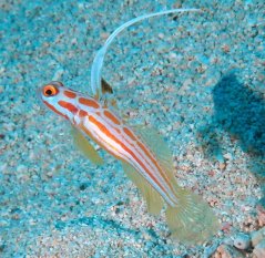 stonogobiops yasha2