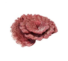 PlateCoralX555X498X