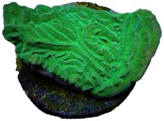 Pachyseris gemmae GREEN