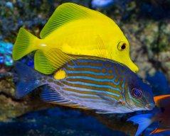 siganus lineatus4