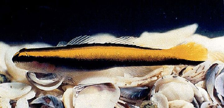 Elacatinus figaro RZPG