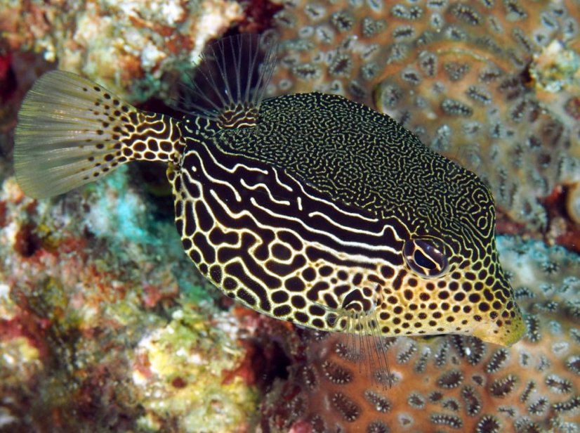 Ostracion solorensis samica