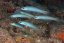 p.microlepis2