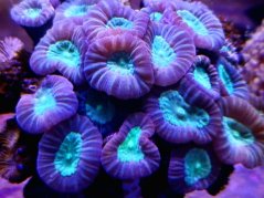 Caulastrea echinulata