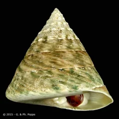 Tectus pyramis 5-7 cm