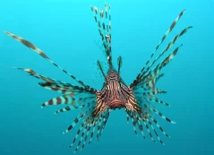 Pterois volitans 8-10 cm