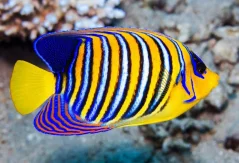 Pygoplites diacanthus Red Sea
