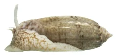 Oliva sayana