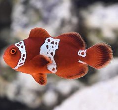 Premnas biaculeatus Lighting Maroon