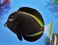 acanthurus nigricans1