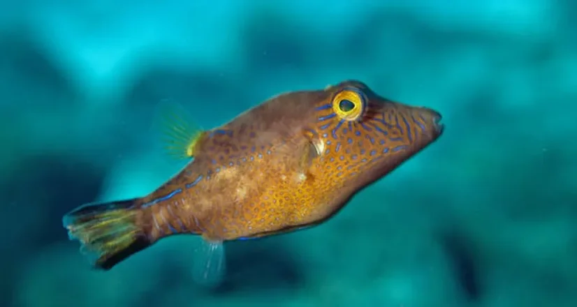 Canthigaster rostrata