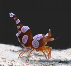 thor amboinensis3