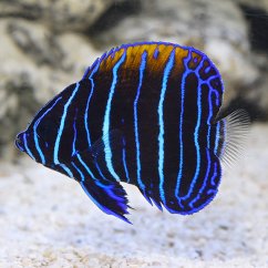 pomacanthus navarchus juv