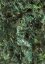 green algae1