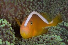 Amphiprion sandaricinos