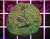 Pavona sp. GLITTER GREEN