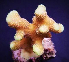 Stylophora sp. Yellow purple Aussie41