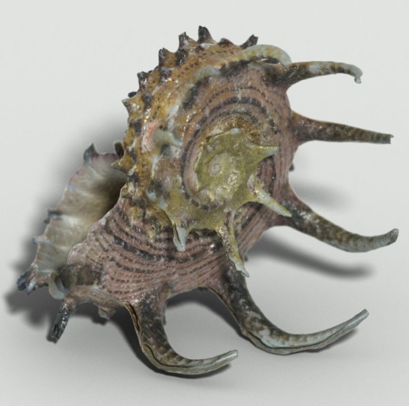 Angaria delphinus